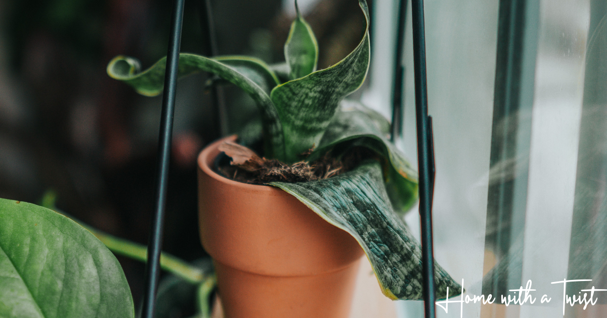 The Five Best Houseplants and a Spotify Plant Playlist | Home with a Twist